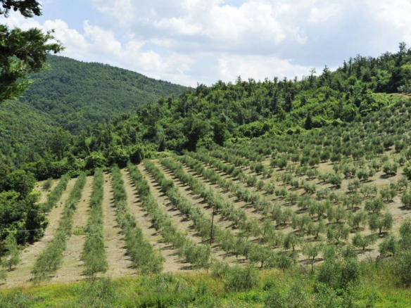 Azienda Agricola Con Centro Aziendale A Montaione