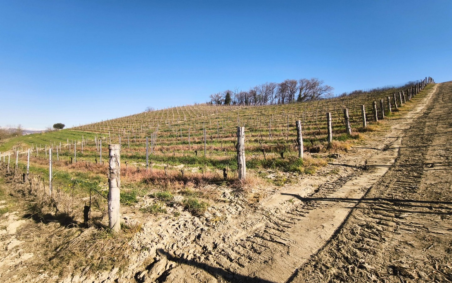 Vigneto In Vendita Ad Alba, Piemonte